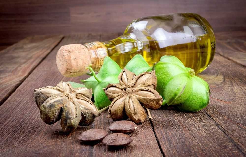 Hạt sachi – Thực phẩm đến từ thiên nhiên, mang lại sức khỏe toàn diện