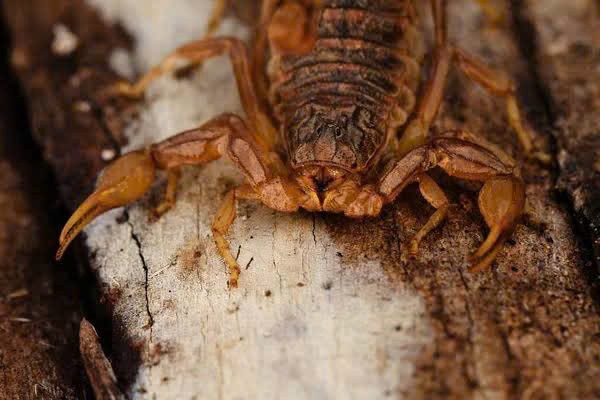 Toàn yết – Vị thuốc  Toàn yết – Vị thuốc