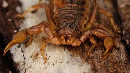 Toàn yết – Vị thuốc "độc mà quý" trong Đông y