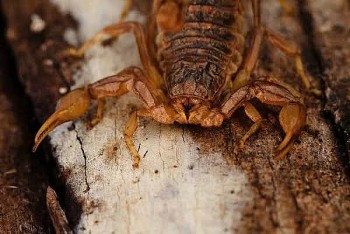 Toàn yết – Vị thuốc 