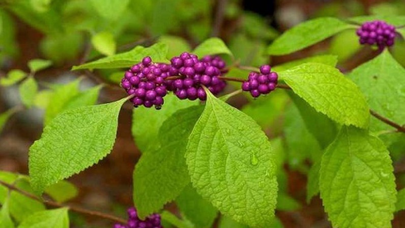 Nàng nàng: Vị thuốc Đông y giúp hành huyết, trục ứ