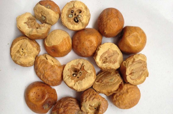 Xuyên luyện tử: Dược liệu giải trừ uất kết, trừ giun sán và cảnh báo độc tính Xuyên luyện tử: Dược liệu giải trừ uất kết, trừ giun sán và cảnh báo độc tính