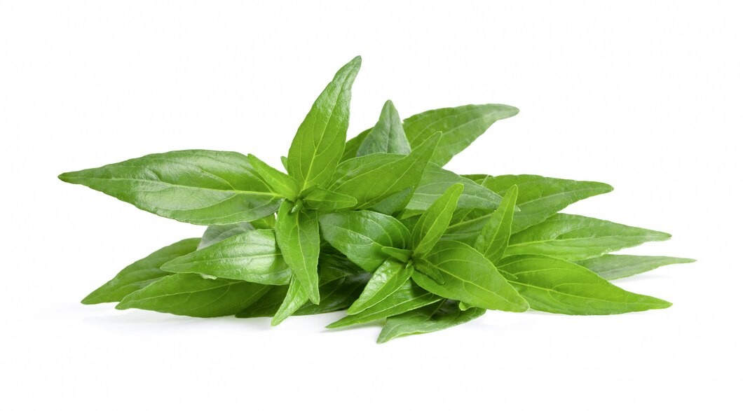 Xuyên tâm liên – “Kháng sinh xanh” trong kho tàng dược liệu Việt Nam Xuyên tâm liên – “Kháng sinh xanh” trong kho tàng dược liệu Việt Nam