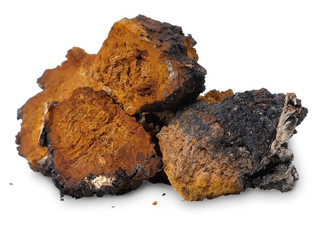 Nấm chaga - Những lợi ích tuyệt vời đối với sức khỏe Nấm chaga - Những lợi ích tuyệt vời đối với sức khỏe