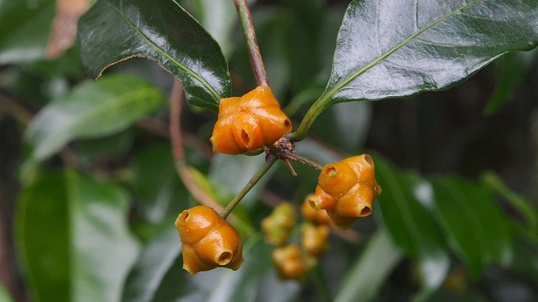 Mặt quỷ - Giải mã "thần dược" mọc hoang, khắc tinh của mụn nhọt và phong thấp