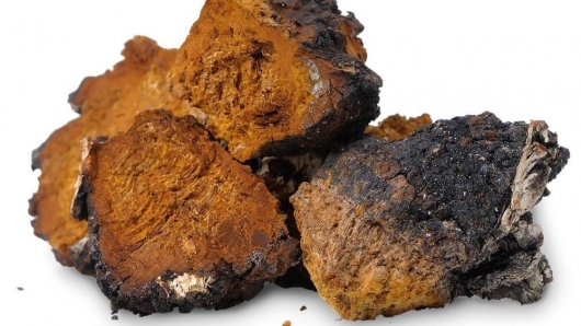 Nấm chaga - Những lợi ích tuyệt vời đối với sức khỏe
