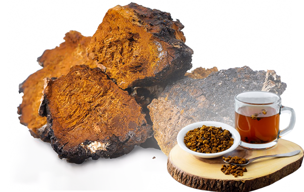 Nấm chaga - Những lợi ích tuyệt vời đối với sức khỏe Nấm chaga - Những lợi ích tuyệt vời đối với sức khỏe