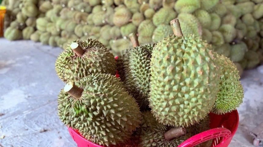 Gần 2.000 container sầu riêng ùn ứ, Hiệp hội Đắk Lắk kiến nghị khẩn gỡ khó