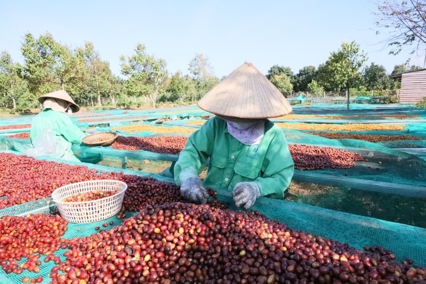Giá cà phê hôm nay 27/10: Thị trường nội địa đi ngang, chờ đợi cú hích từ thế giới