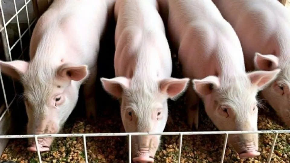 Giá heo hơi tiếp tục “lặng sóng”, cao nhất đạt 55.000 đồng/kg