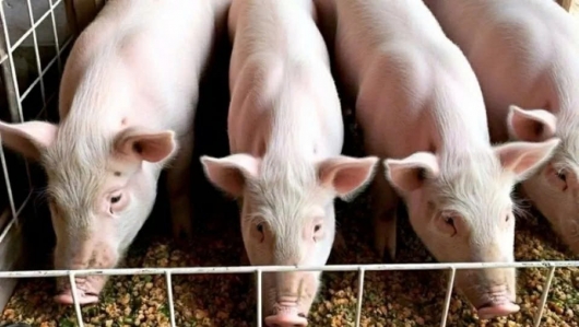 Giá heo hơi tiếp tục “lặng sóng”, cao nhất đạt 55.000 đồng/kg