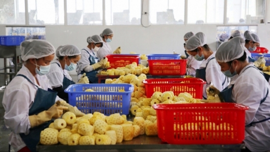 Nâng tầm chế biến sâu, mở lối xuất khẩu tỷ đô cho nông sản Việt