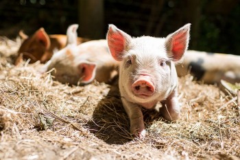 Giá heo hơi tiếp tục đi ngang trên cả ba miền