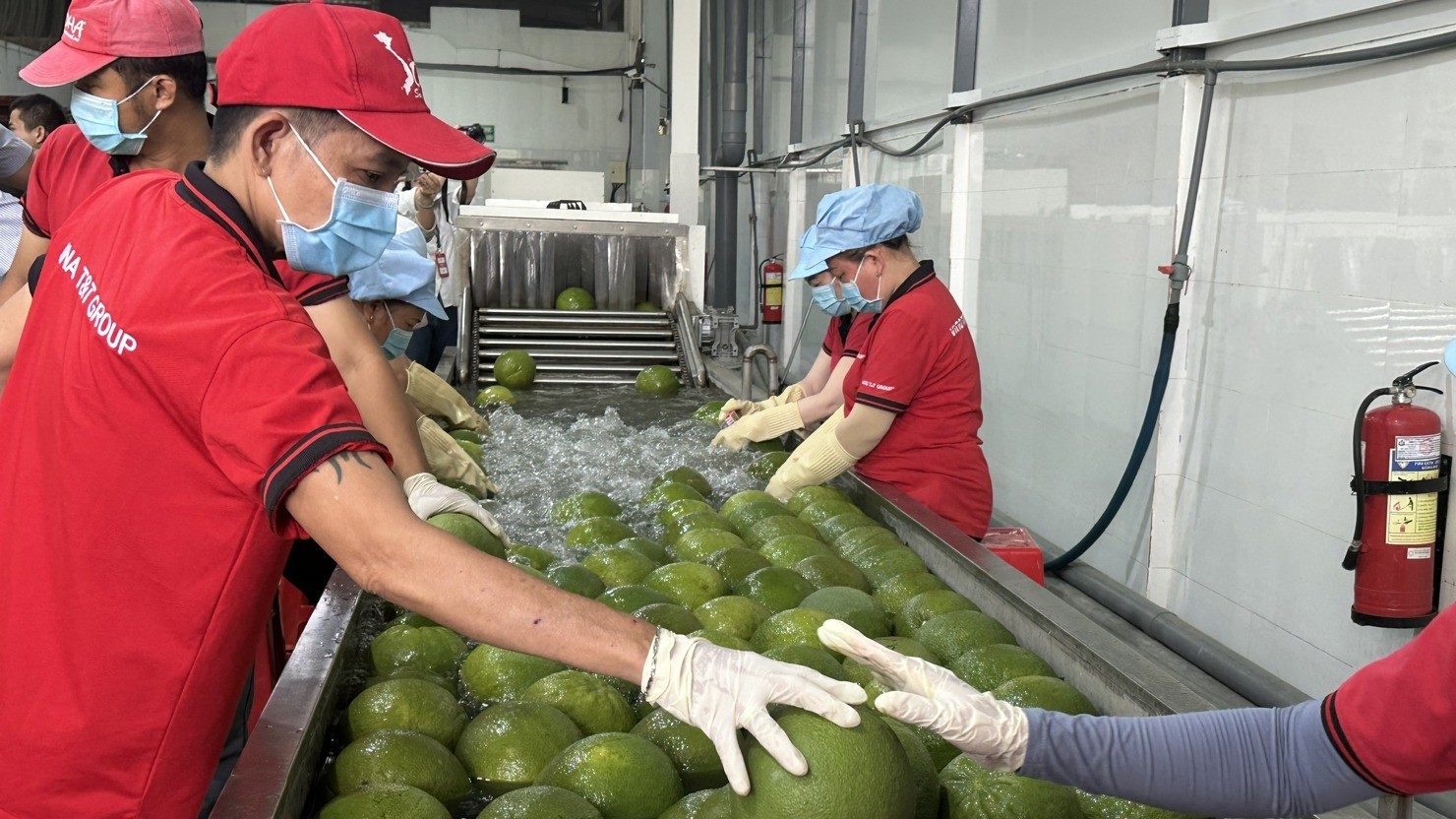 Mở rộng "đường băng" cho rau quả Việt Nam vào thị trường Đài Loan