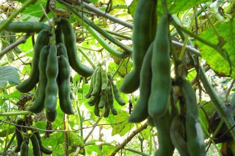 Đậu mèo - Từ loại cây mọc hoang phiền toái đến thảo dược quý Đậu mèo - Từ loại cây mọc hoang phiền toái đến thảo dược quý