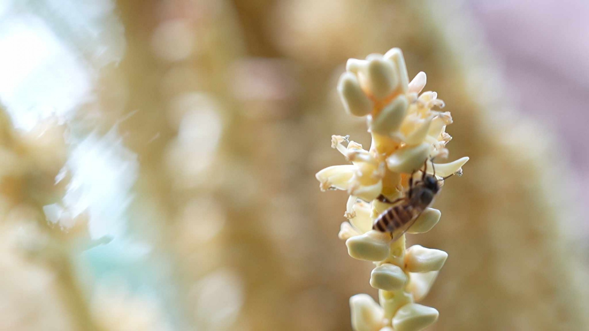 Mật ong Tín Phát: Khẳng định tinh hoa Việt từ “xứ dừa” ra thế giới Mật ong Tín Phát: Khẳng định tinh hoa Việt từ “xứ dừa” ra thế giới