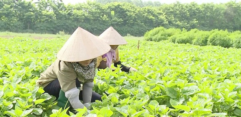 Hợp tác xã Sản xuất và Thương mại Định Trung, phường Vĩnh Phúc