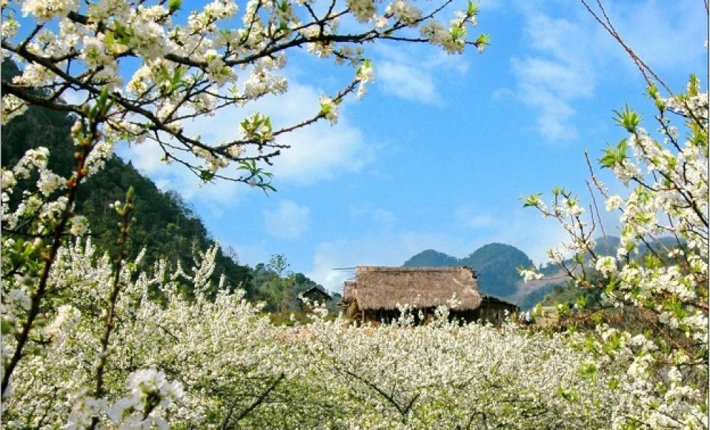 Thắng cố Bắc Hà – Đặc sản độc đáo mang đậm bản sắc vùng cao Tây Bắc