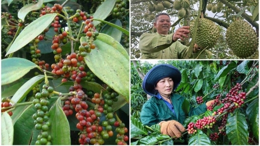 Xuất khẩu nông sản Việt bùng nổ: Cà phê đạt gần 7 tỷ, sầu riêng 2,6 tỷ USD
