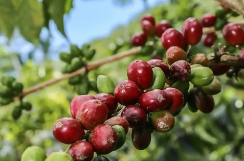 Giá cà phê hôm nay 30/10: Đồng loạt tăng, Robusta thế giới tăng vọt do tồn kho chạm đáy