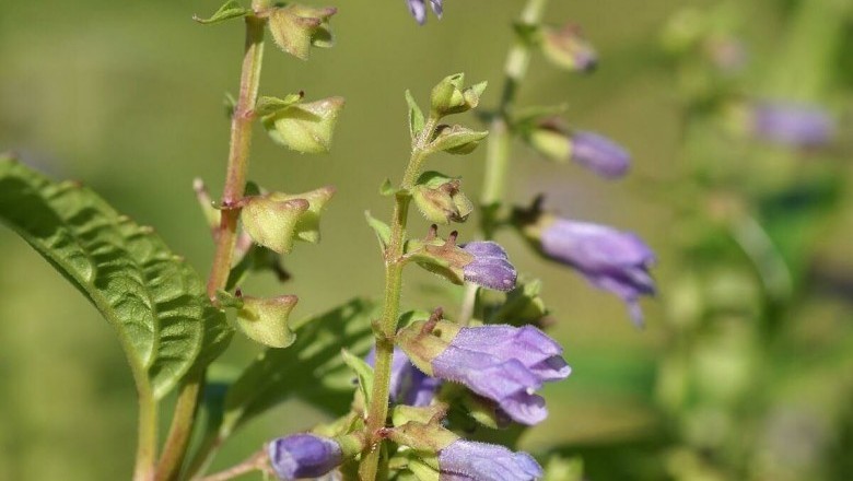 Hoàng cầm – “Kháng sinh xanh” bảo vệ sức khỏe từ thiên nhiên Hoàng cầm – “Kháng sinh xanh” bảo vệ sức khỏe từ thiên nhiên