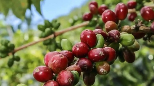 Giá cà phê hôm nay 30/10: Đồng loạt tăng, Robusta thế giới tăng vọt do tồn kho chạm đáy