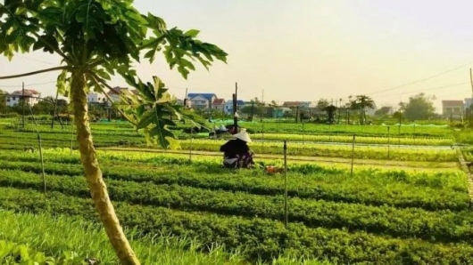 Làng rau Trà Quế: Di sản xanh của du lịch toàn cầu