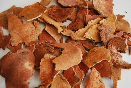 Khúc khắc – Vị thuốc quý giúp giải độc, trị gout và làm mạnh gân cốt Khúc khắc – Vị thuốc quý giúp giải độc, trị gout và làm mạnh gân cốt