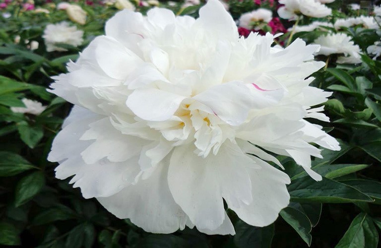 Bạch thược – Nét thanh khiết của núi rừng và sức mạnh chữa lành từ thiên nhiên Bạch thược – Nét thanh khiết của núi rừng và sức mạnh chữa lành từ thiên nhiên