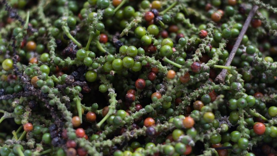 Giá hồ tiêu hôm nay 30/10: Đồng loạt tăng tốc, thị trường trong nước sôi động trở lại