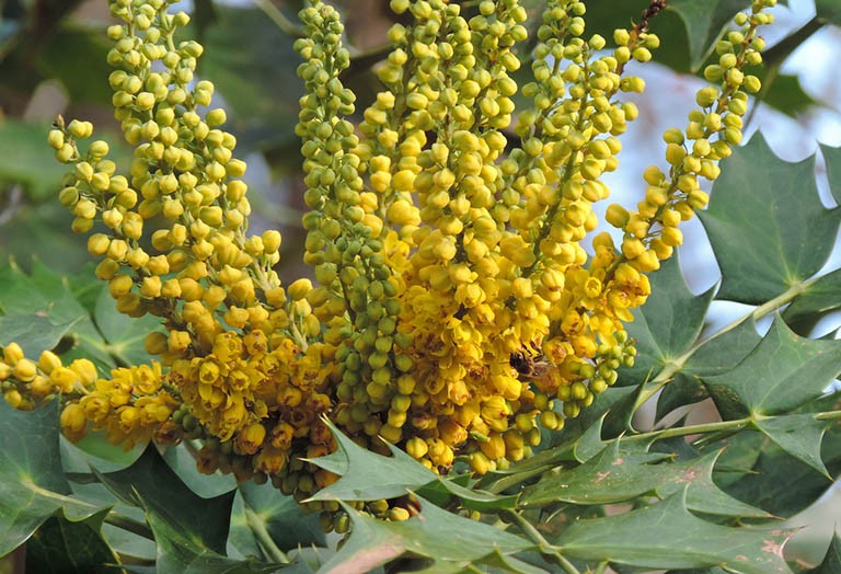 Hoàng liên ô rô – 