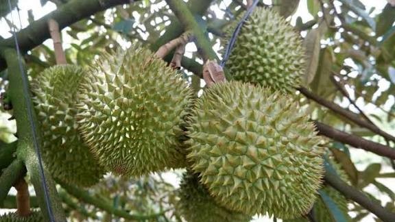 Sầu riêng Việt Nam vươn ra thế giới: Quản trị thông minh để không bị động