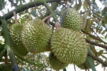 Sầu riêng Việt Nam vươn ra thế giới: Quản trị thông minh để không bị động
