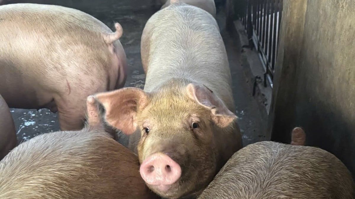 Giá heo hơi giảm nhẹ tại nhiều tỉnh thành phía Bắc