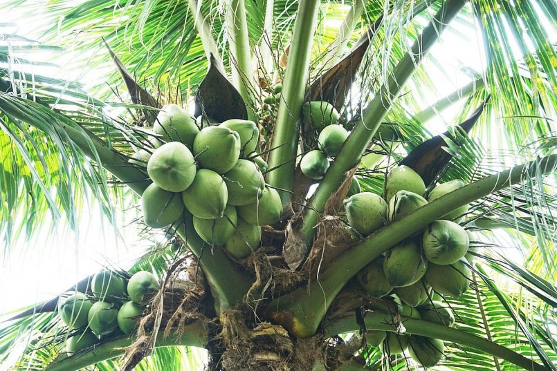 Dừa khô tăng giá, dừa tươi rớt mạnh: Tín hiệu cảnh báo thị trường Dừa khô tăng giá, dừa tươi rớt mạnh: Tín hiệu cảnh báo thị trường