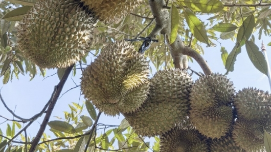 Phó thủ tướng chỉ đạo làm rõ trách nhiệm, yêu cầu xử lý khẩn tình trạng ùn ứ sầu riêng xuất khẩu