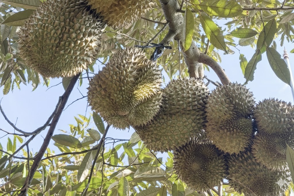 Phó thủ tướng chỉ đạo làm rõ trách nhiệm, yêu cầu xử lý khẩn tình trạng ùn ứ sầu riêng xuất khẩu