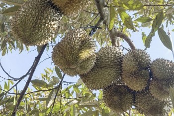 Phó thủ tướng chỉ đạo làm rõ trách nhiệm, yêu cầu xử lý khẩn tình trạng ùn ứ sầu riêng xuất khẩu