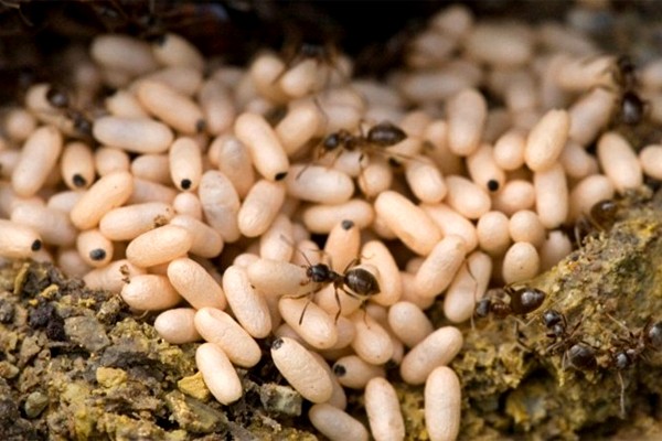 Đặc sản “trứng kiến trong lá nếp” – Hương vị không dành cho người yếu tim