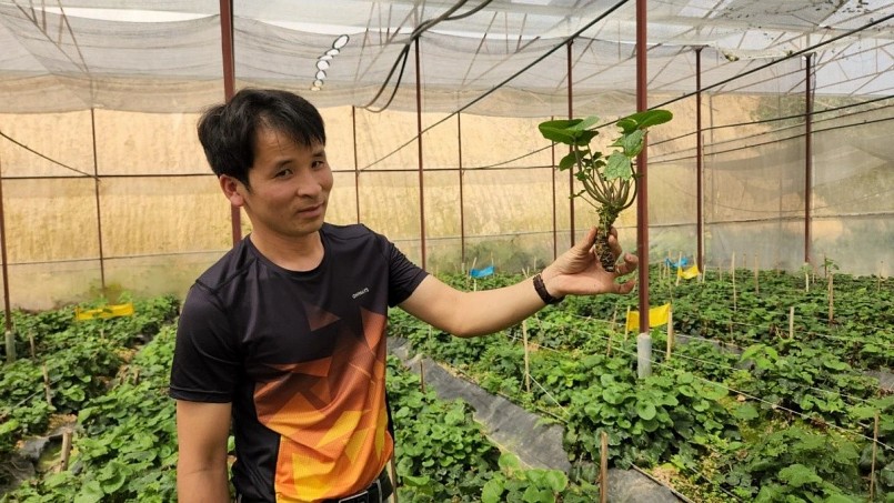 Anh Nguyễn Văn Tuyển khởi nghiệp thành công với cây wasabi. Anh Nguyễn Văn Tuyển khởi nghiệp thành công với cây wasabi.
