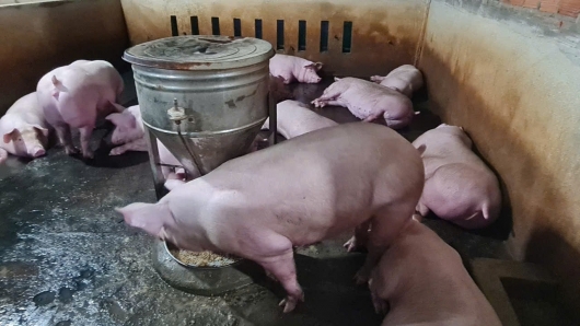 Giá heo hơi tiếp tục giảm, miền Nam xuống dưới 50.000 đồng/kg