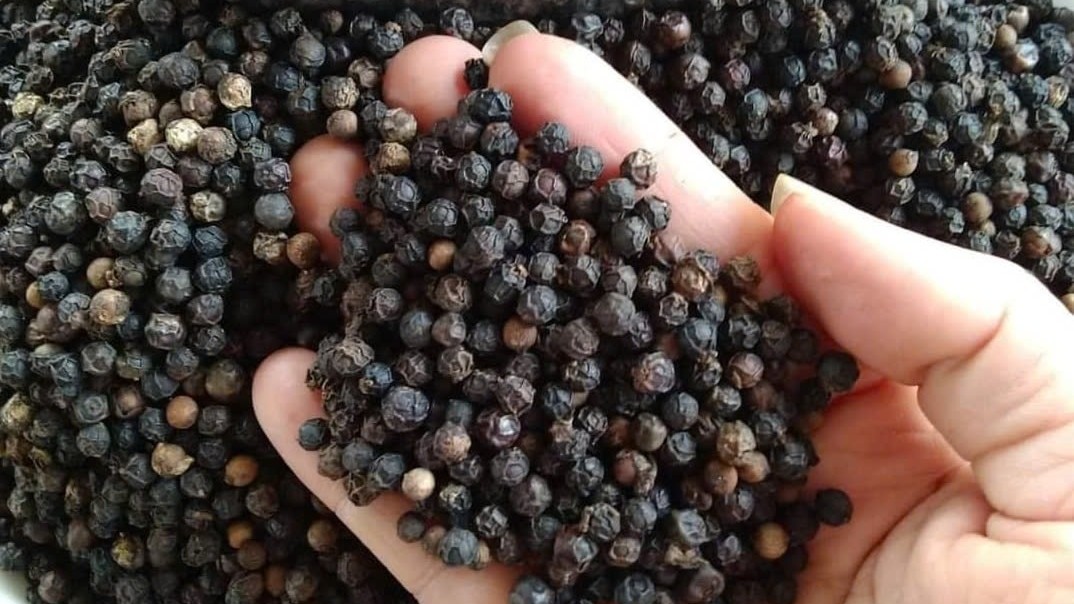 Giá hồ tiêu hôm nay 3/11: Chững lại sau tuần tăng 'phi mã', thị trường nín thở chờ đợi