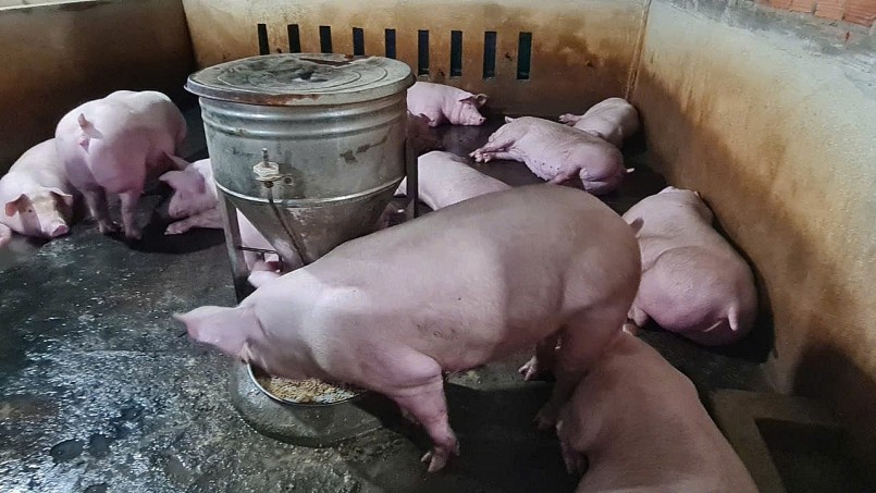 Giá heo hơi tiếp tục giảm, miền Nam xuống dưới 50.000 đồng/kg