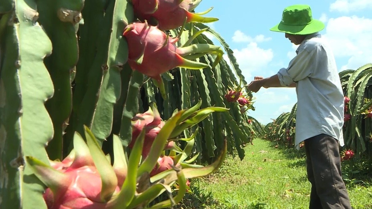 Từ ưu đãi thuế quan đến ưu thế niềm tin: Hành trình mới của nông sản Việt