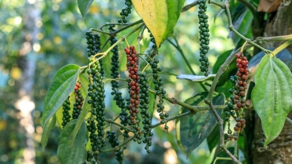 Ngành hồ tiêu về đích 1,5 tỷ USD: Nguồn cung liệu có đủ?