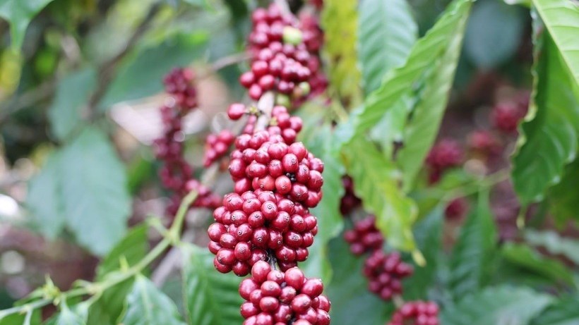 Cà phê Việt Nam lập kỷ lục xuất khẩu: Cơ hội vàng hay thách thức lớn?