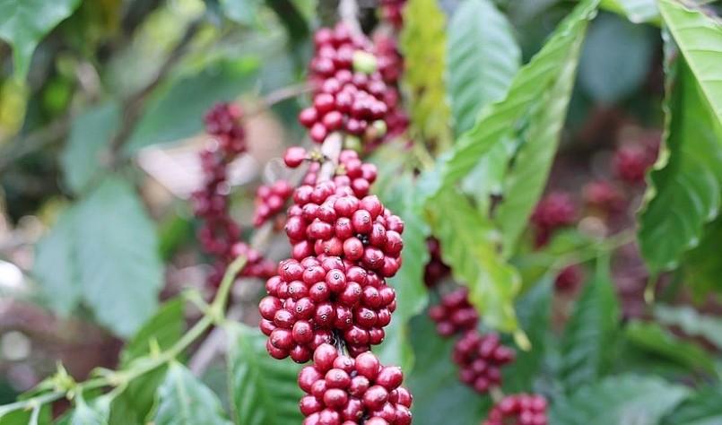 Cà phê Việt Nam lập kỷ lục xuất khẩu: Cơ hội vàng hay thách thức lớn?