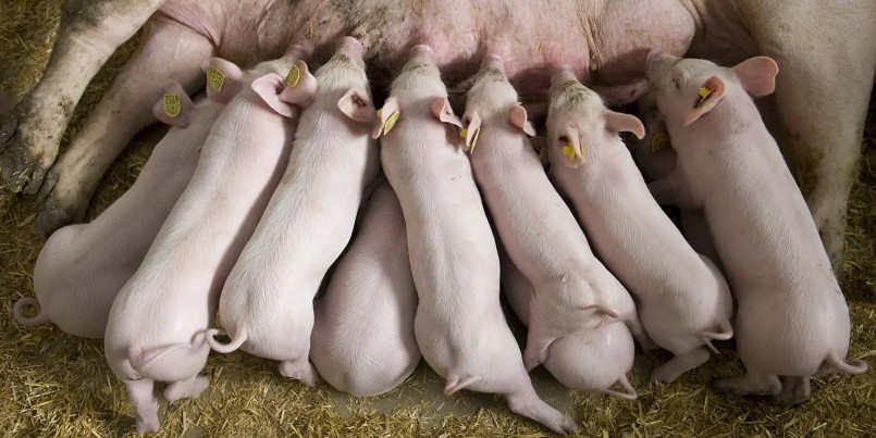 Giá heo hơi duy trì ổn định trên toàn quốc