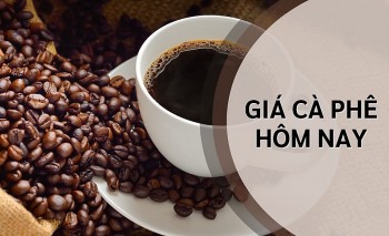 Giá cà phê hôm nay 4/11: Tăng vọt vì lo ngại bão Kalmaegi