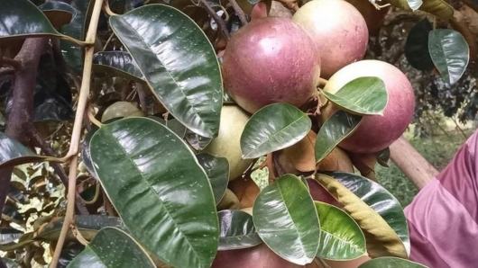 Từ vườn hữu cơ đến siêu thị Mỹ: Hành trình xanh của vú sữa Việt